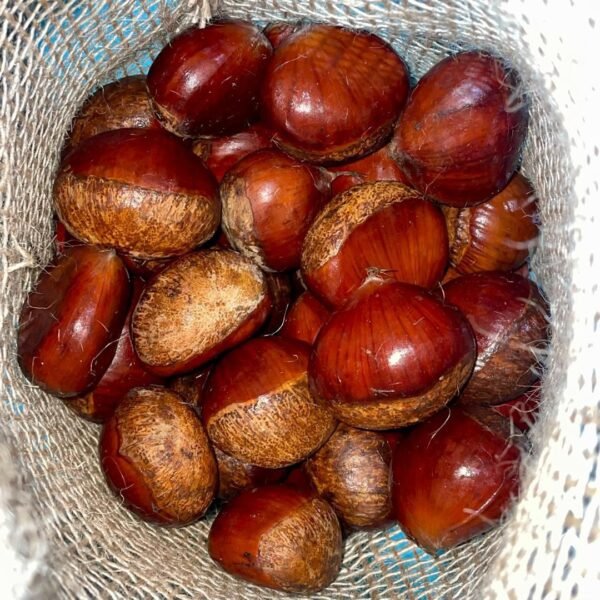 كستناء - ابو فروه